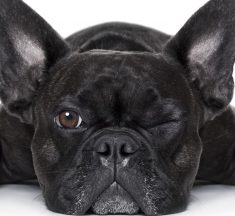18 raças de cachorro para o seu apartamento