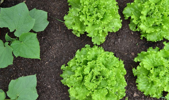 Horta caseira: melhor maneira de começar uma alimentação saudável
