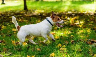 Saiba quais são as vantagens do pet place em condomínios! pet place em condomínios