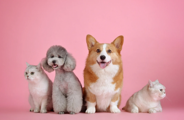 descubra se o seu apartamento e bom para animais de estimacao