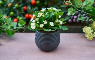 Descubra como decorar seu apartamento com plantas Apartamento Trisul