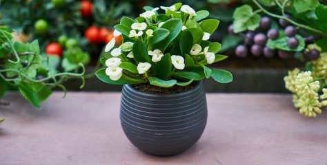 Descubra como decorar seu apartamento com plantas