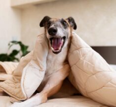 Guia de hotéis e daycares para pets em Moema