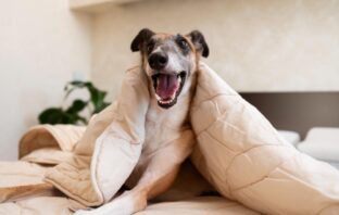 Cachorro em hotel em Moema