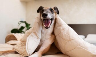 Cachorro em hotel em Moema